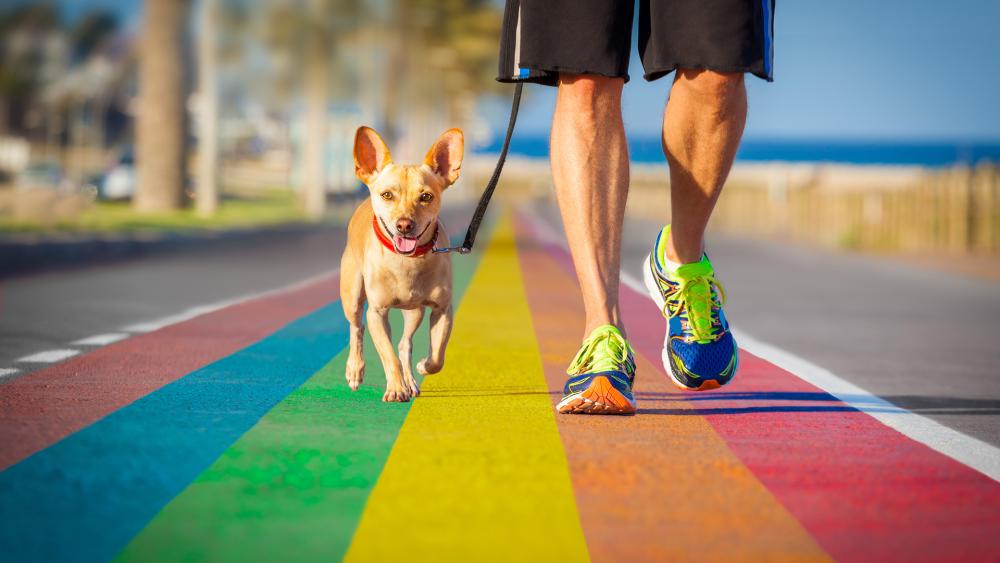 Dog walking on rainbow street